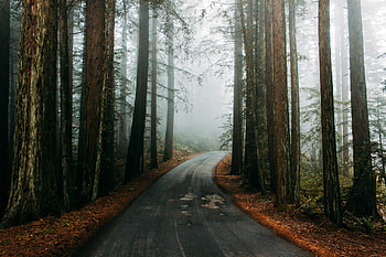 Redwood National Park, Elope in 2022, Romantic destination, Intimate ceremony HD wallpaper