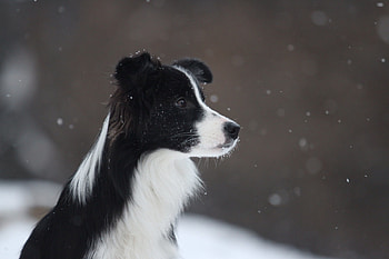 Animals, Snow, Dog, Spotted, Border Collie HD wallpaper