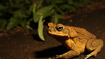 American toad, , Nature's beauty, Sarah Simpson's post HD wallpaper