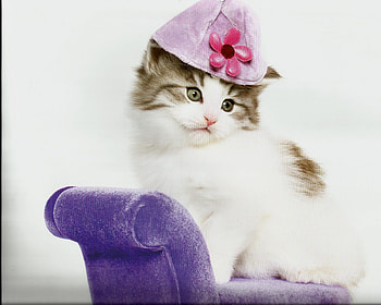 Kitten, cute, couch, paws, hat HD wallpaper