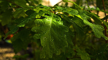 Nature, Leaves, Rain, Summer, Drops, Shine, Light, Dew, Oak HD wallpaper