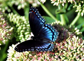 BUTTERFLY 4, blue, butterfly, green, flower HD wallpaper