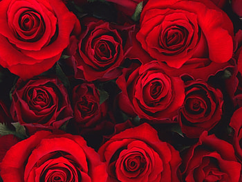 Flowers, Roses HD wallpaper
