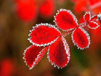 Frozen Leaves, cool, beauty of nature HD wallpaper