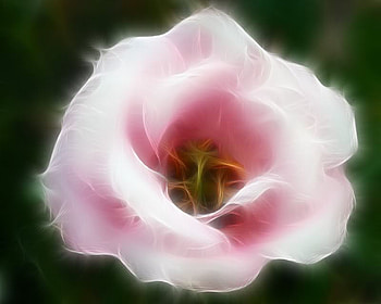 Delicate Beauty, pink, stem, petals, flower HD wallpaper