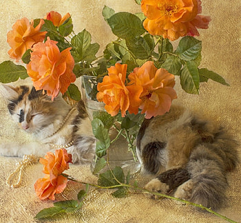 Still life and cat, kitten, kitty, cats, cute, sleepy, sleeping, beauty, animals, hat, sweet, cat, beautiful, paws, cat face, pretty, face, lovely HD wallpaper