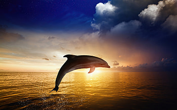 Dolphin Jumping, dolphin, ocean, fish, animals HD wallpaper