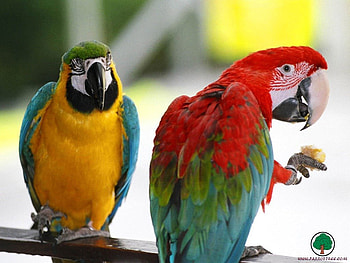 adi, birds, animals HD wallpaper
