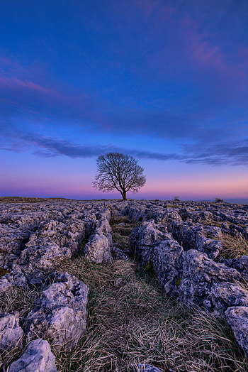 Nature, Stones, Sky, Dawn, Wood, Tree HD phone wallpaper