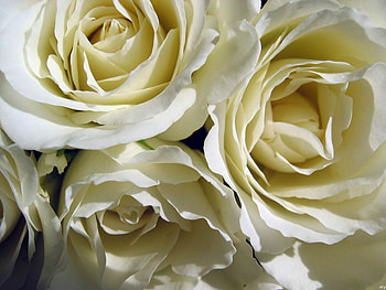 White feelings (for Coco), white, color, roses, , , pedals, colour, close up, big, nature, flowers, wall HD wallpaper