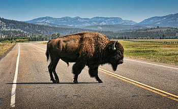 Buffalo on and , Diverse buffalo , Buffalo captured beautifully, Buffalo graphy HD wallpaper