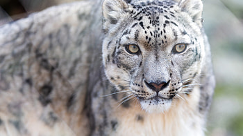 Snow Leopard , resolution, , High-quality HD wallpaper