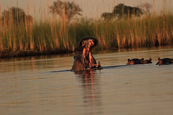 Botswana safari, Delta lodges, Okavango wildlife, African adventure HD wallpaper