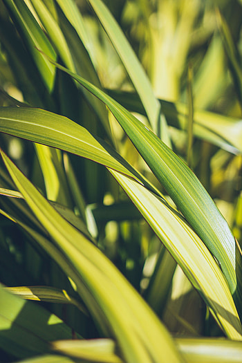 Grass, Leaves, Plant, Macro HD phone wallpaper