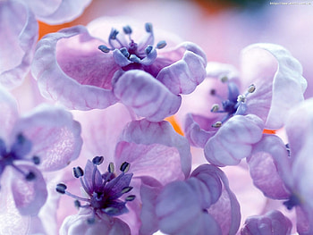 Plants, Flowers HD wallpaper