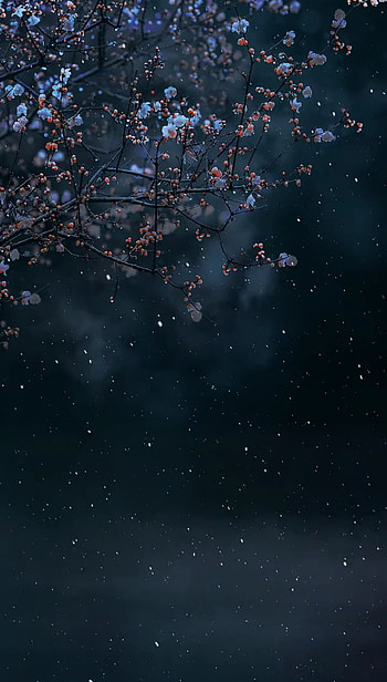 White Snw WhiteFlower, atmosphere, sky, ddp, dewdropparvez HD phone wallpaper