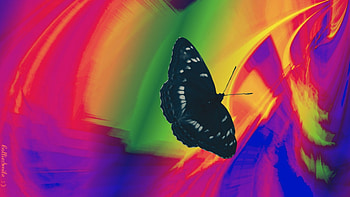 Butterfly...Way Up High... :), butterflies, golden, rose, purple, butterfly, violet, green, red HD wallpaper