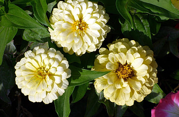 Flowers, Flower Bed, Flowerbed, Sunny, Zinnias, Cincinnati HD wallpaper