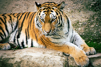 Animals, Striped, Predator, Big Cat, Tiger HD wallpaper