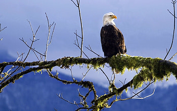Animals, Branch, Moss, Bald Eagle, White-Headed Eagle HD wallpaper