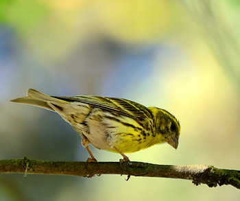 the_little_bird, animal, colors, bird, little HD wallpaper