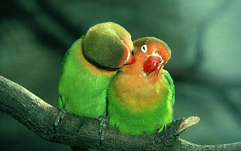Animals, Birds HD wallpaper