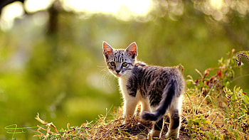 Animals, Grass, Kitty, Kitten, Stroll, Look Around, Look Back HD wallpaper