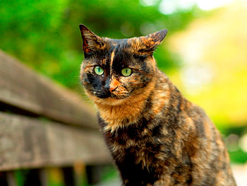 Cat, animal, kitten, feline HD wallpaper