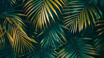 Nature's Palm Leaf, nature, palm leaf, leaf, foliage, tropical HD wallpaper