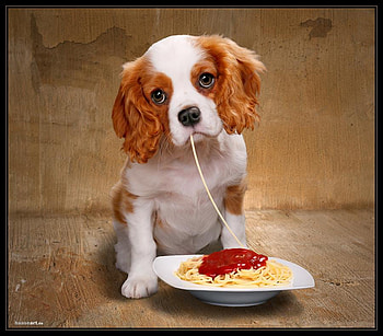 you are welcome, sweet, eat, love, dogs, food, dream HD wallpaper