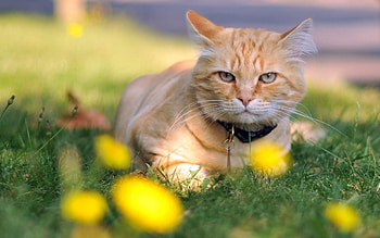 Animals, Grass, Cat, To Lie Down, Lie, Collar HD wallpaper