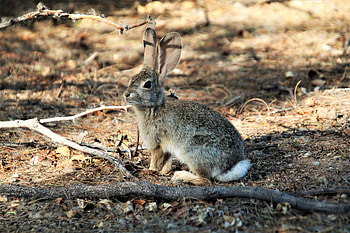 Animals, Fluffy, Branch, Animal, Hare HD wallpaper