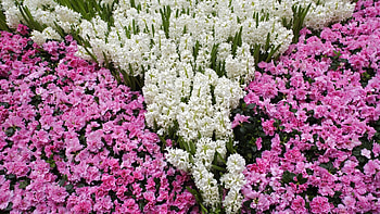 Flowers, Leaves, Pink, Pattern, Glade, Polyana HD wallpaper