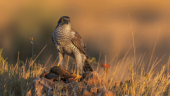 Falcon, animal, nature, bird HD wallpaper