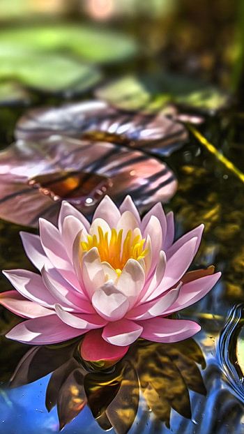 Lotus Flower, Adorable, Lotus, Flower HD phone wallpaper