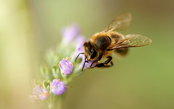 Flower, Macro, Bee, Pollination HD wallpaper