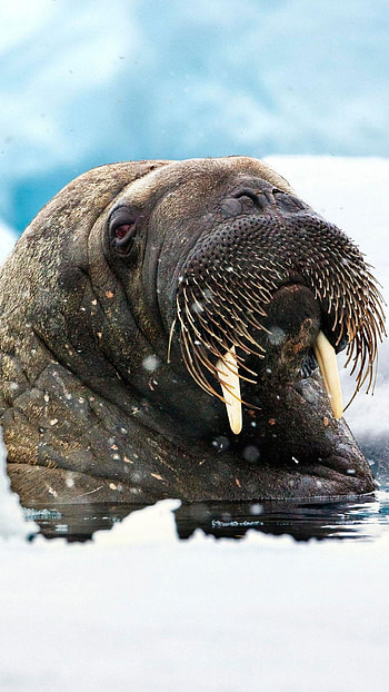 Walrus , Marine mammal, Tusked pinniped, Wildlife HD phone wallpaper