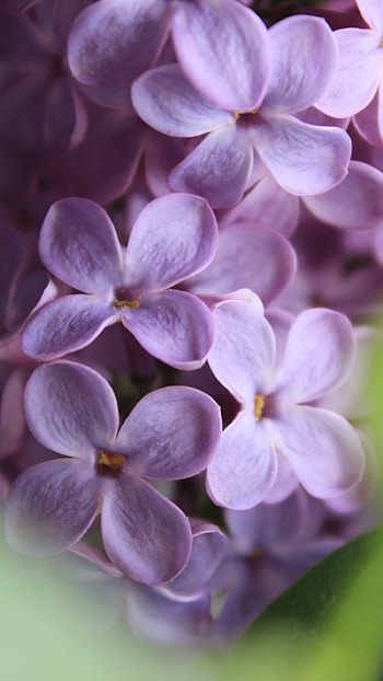 Lilac, Purple, Lilac Purple HD phone wallpaper