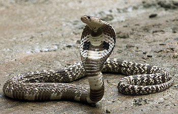 King Cobra elegance, Reptilian wonder captured, , Animal kingdom magnificence HD wallpaper