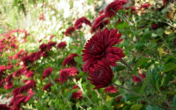 Flowers, Chrysanthemum, Blur, Smooth, Greens, Flower Bed, Flowerbed, Garden HD wallpaper