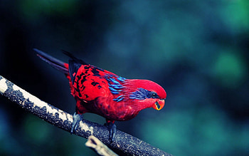 red and blue, blinding, blue, vibrant, red HD wallpaper