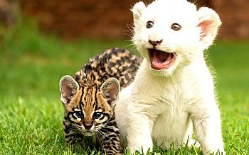 GORGEOUS KITTIES, wild cat, lion, cubs, kittens HD wallpaper