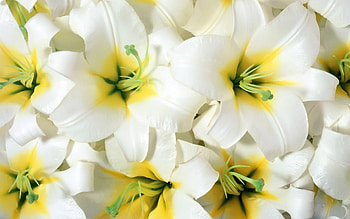 Lily , , Stunning backgrounds, Lovely HD wallpaper