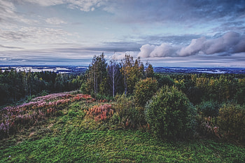 Nature, Trees, Grass, Clouds, Bush, Forest HD wallpaper
