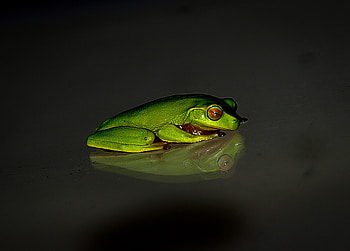 Animals, Reflection, Dark Background, Frog HD wallpaper