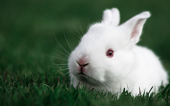 White bunny, sweet, animal, white, cute, red eyes, grass, bunny, green, easter, rodent, rabbit HD wallpaper