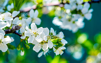 Apple Flowers, apple, flowers, nature HD wallpaper