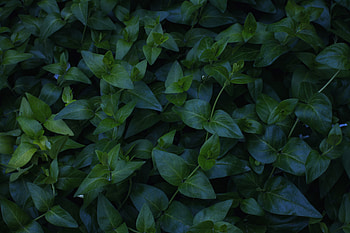 Nature, Plant, Foliage HD wallpaper