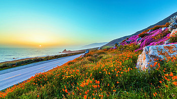 Wildflowers at the Californian Coast, sky, sunset, sea, landscape, street, usa HD wallpaper