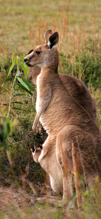 Kangaroo , , Kangaroo HD phone wallpaper